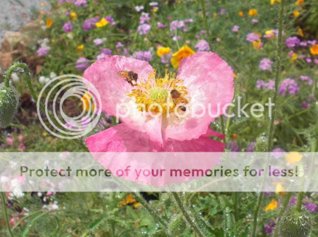 photo poppy.jpg